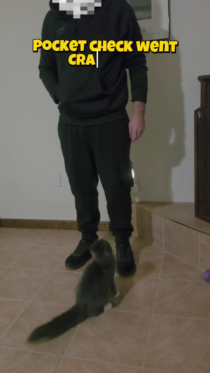 Pocket check went CRAZY!
#cat #cats #kitten #kittens #catvideo