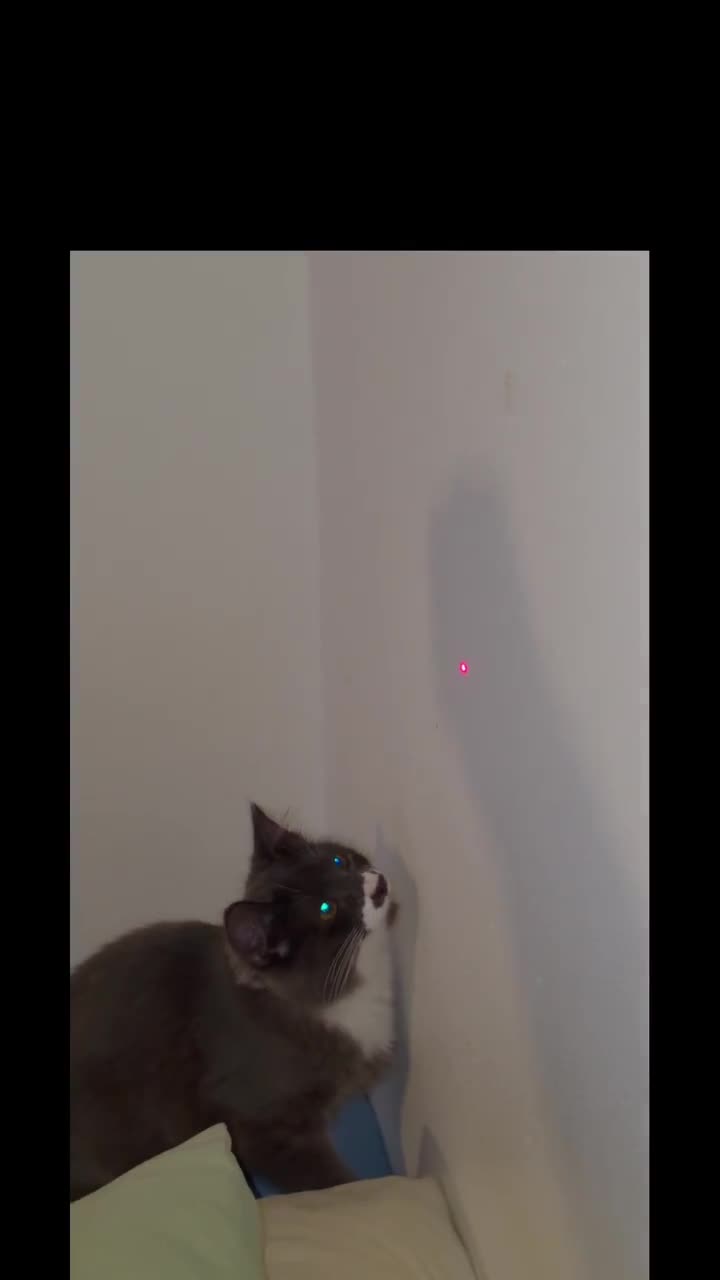 Monkey DISCOVERY! 
#cat #cats #kitten #kittens #catvideos