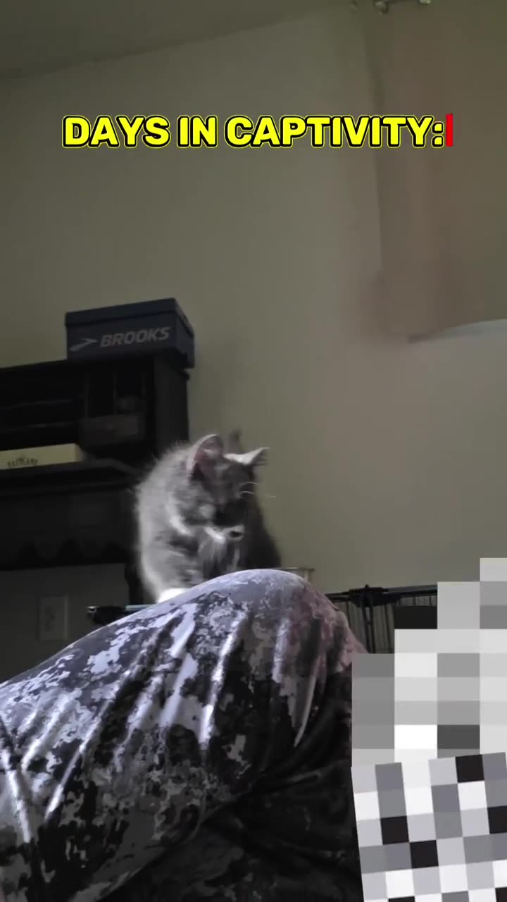 Days in captivity: 3
#kittens #cat #kitten #catvideos #cats