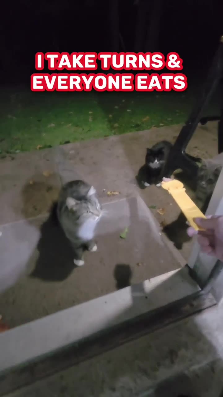 Chance (mother) smacks her kitten into NEXT WEEK!
#cat #cats #kitten #kittens #catvideo