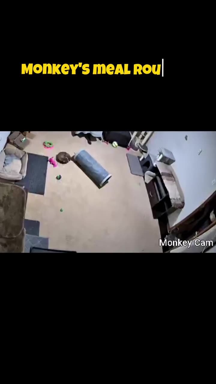 Monkey's routine: Jump. Stand. Pet = food.
Coordination: loading...