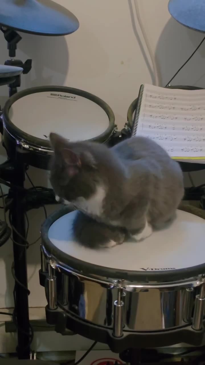 Monkey has EXPENSIVE taste 😂
#cat #cats #kittens #kitten #catvideos