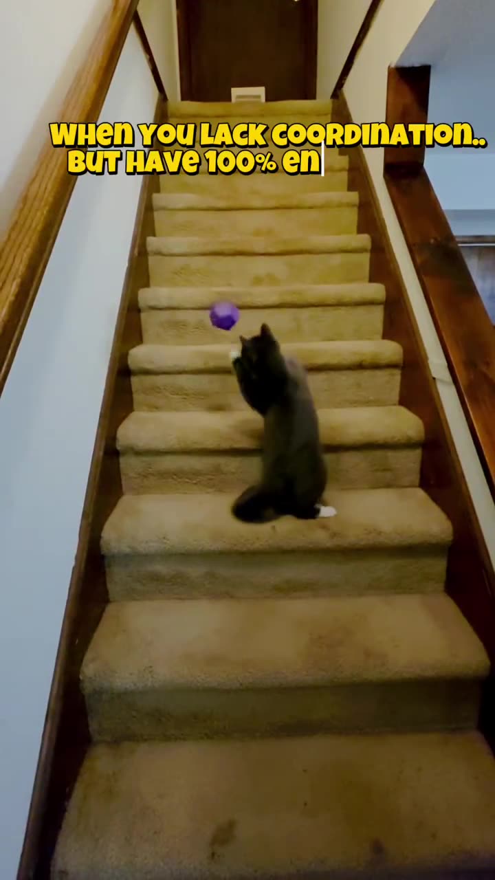 Determination: 110%
Coordination: .....loading....
#cat #cats #kittens #catvideo #funny